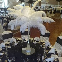 Ostrich Feather Displays 1066658 Image 4